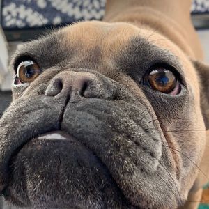 Meet your Posher, Emmie